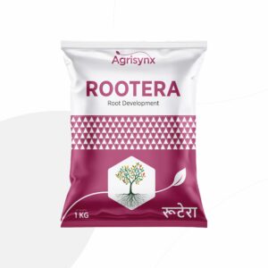 ROOTERA